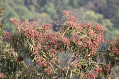 Terminalia paniculata